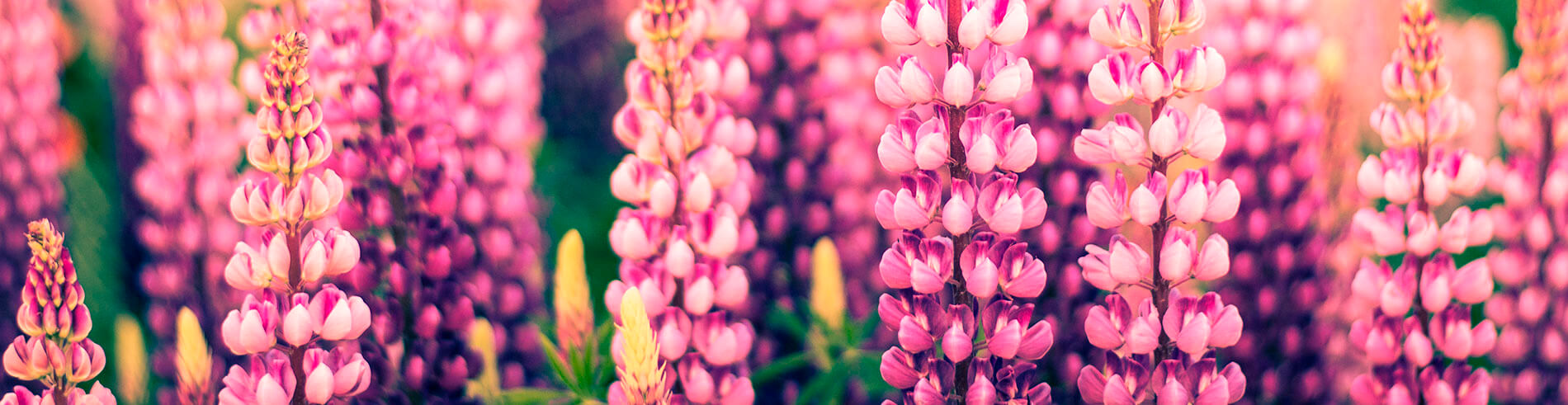 Amigables con el Medio Ambiente