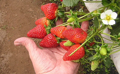 Trabajos de Innovaci&oacute;n